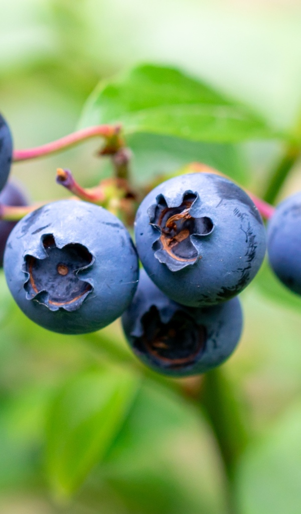 Синие ягоды лесной черники крупным планом