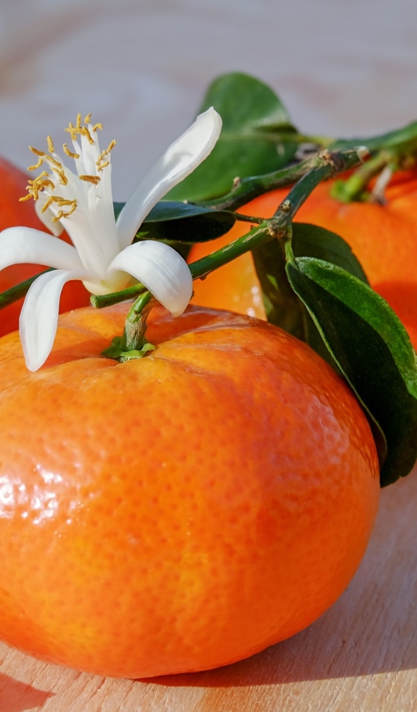 Ветка с мандаринами и цветком