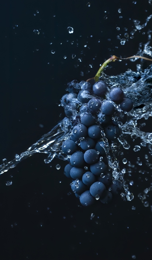Гроздь синего винограда в воде на черном фоне