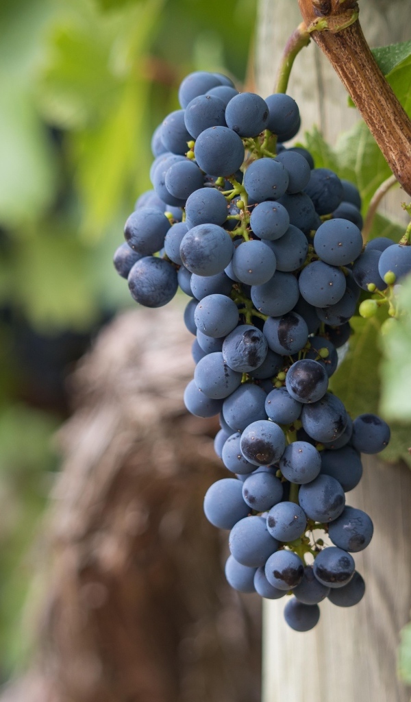 Гроздь синего винного винограда 