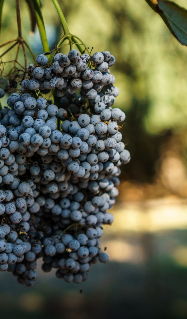 Гроздь дикого синего винограда