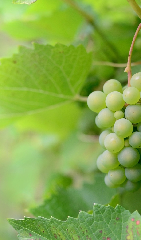 Гроздья зеленого винограда в листьях
