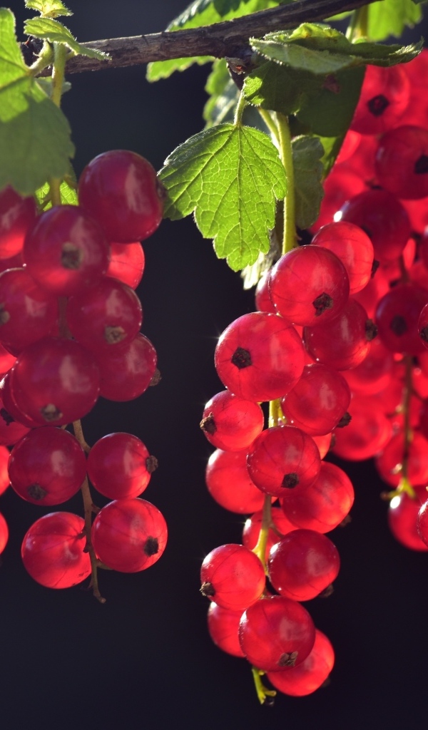 Гроздья красной смородины на ветке в лучах солнца