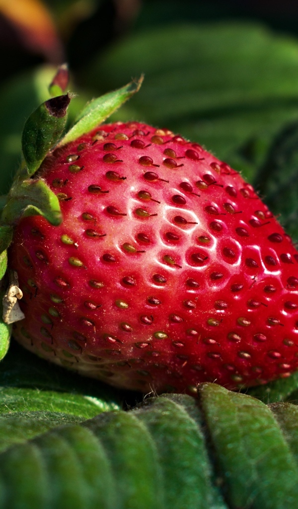Ароматная спелая клубника в зеленых листьях 