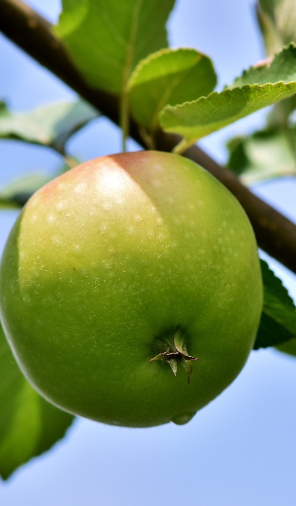 Зеленое яблоко на ветке дерева