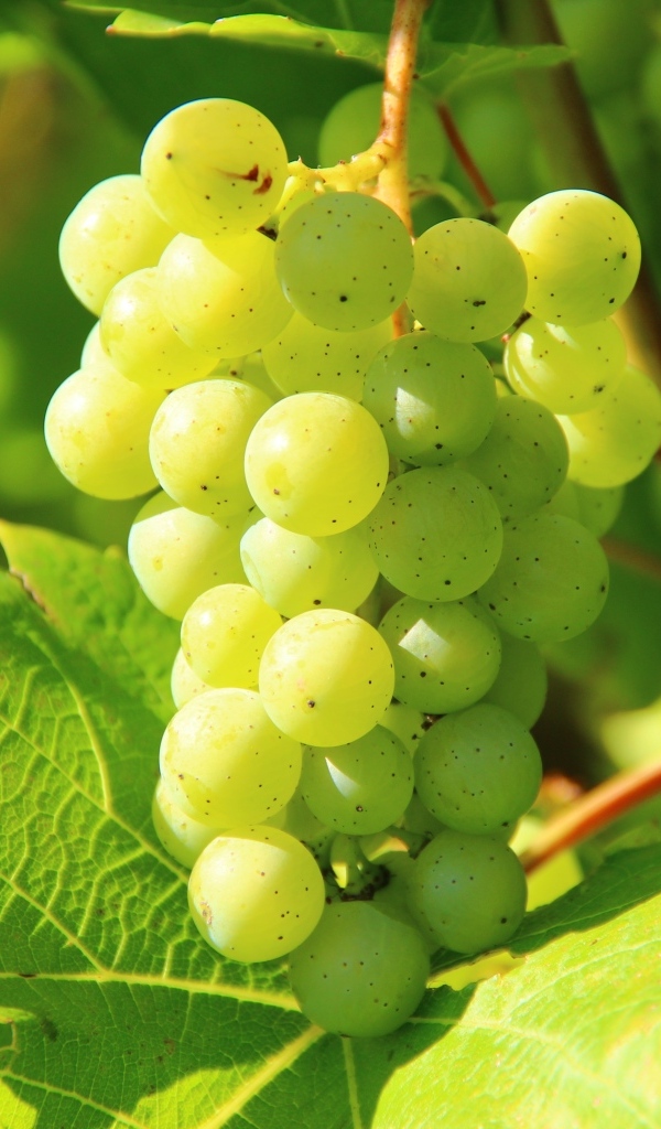 Зеленый виноград в листьях в лучах солнца