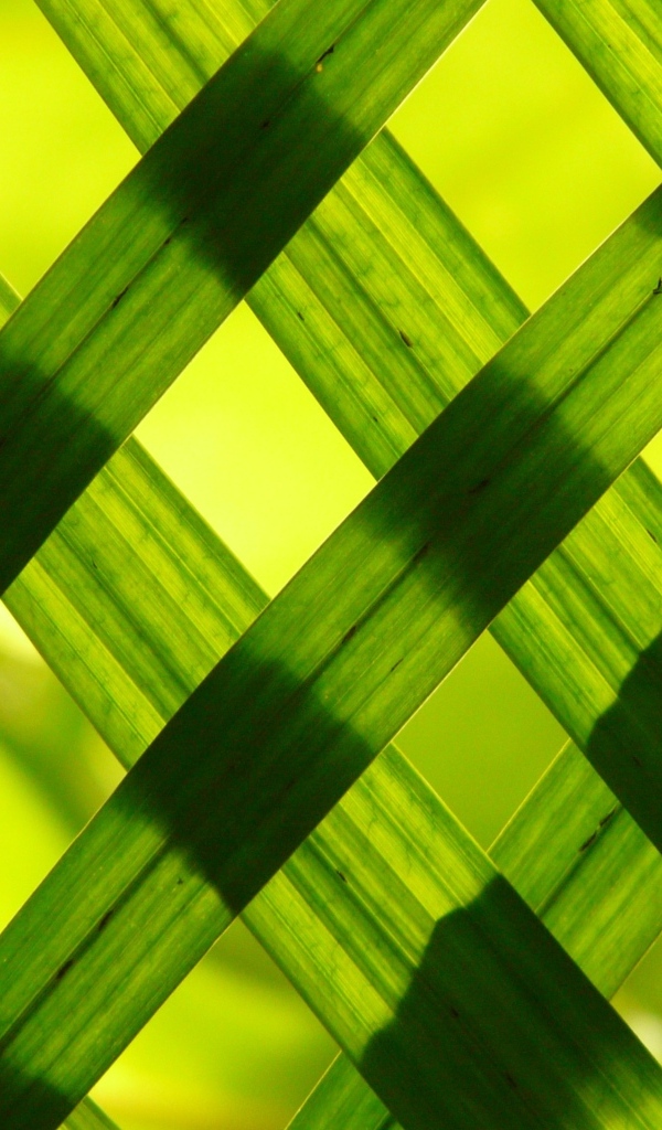 Зеленые листья выложили решеткой