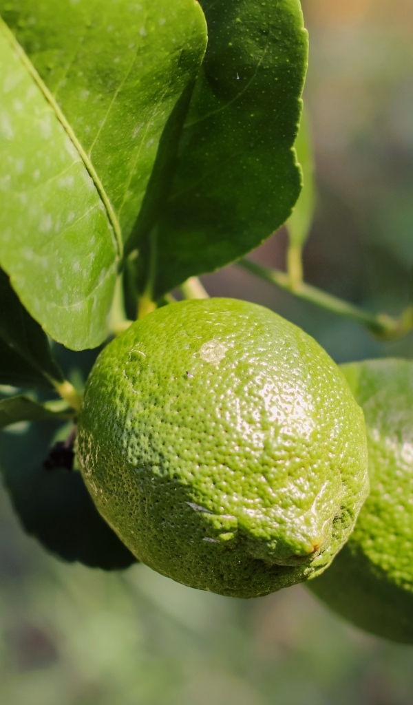 Зеленые лаймы на ветке с листьями