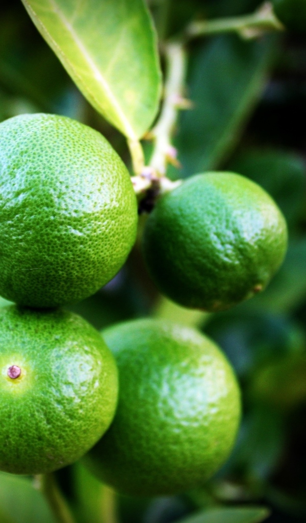 Зеленые лаймы на ветке дерева