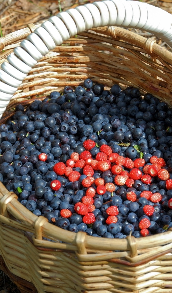 Большая корзина с ягодами черники в лесу