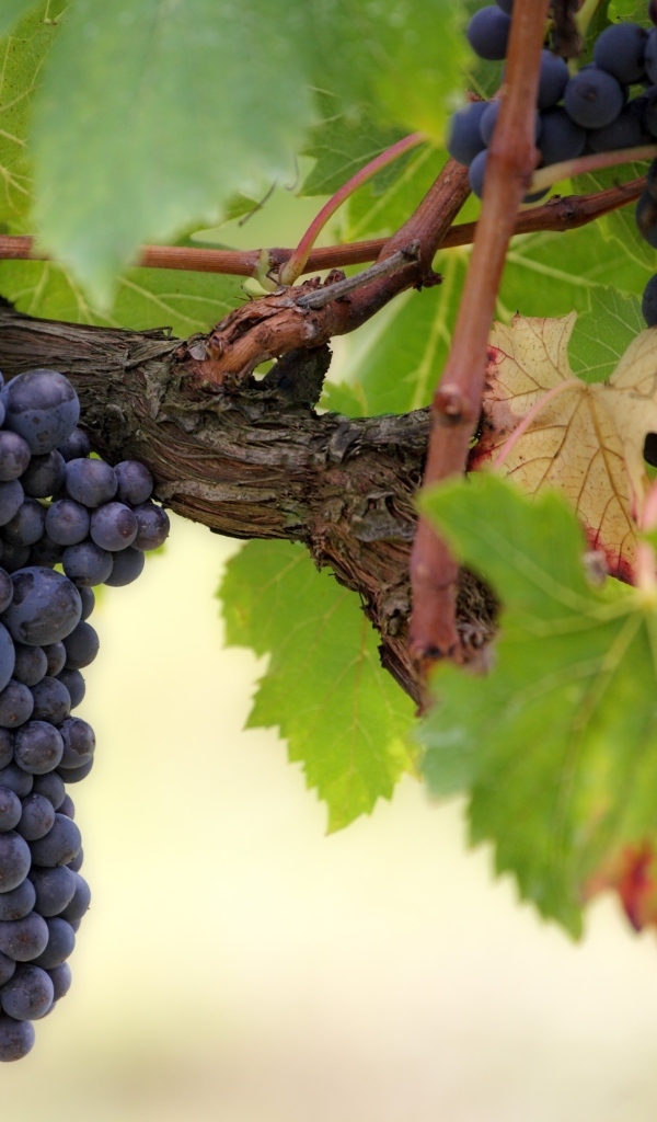 Большие грозди синего винограда на лозе