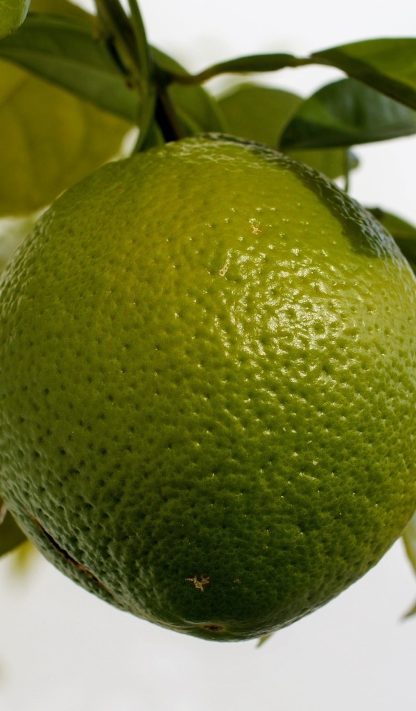 Большой зеленый лайм на ветке дерева крупным планом