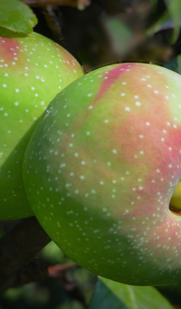 Большие крупные яблоки на ветке дерева