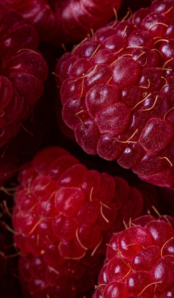 Крупная спелая красная малина