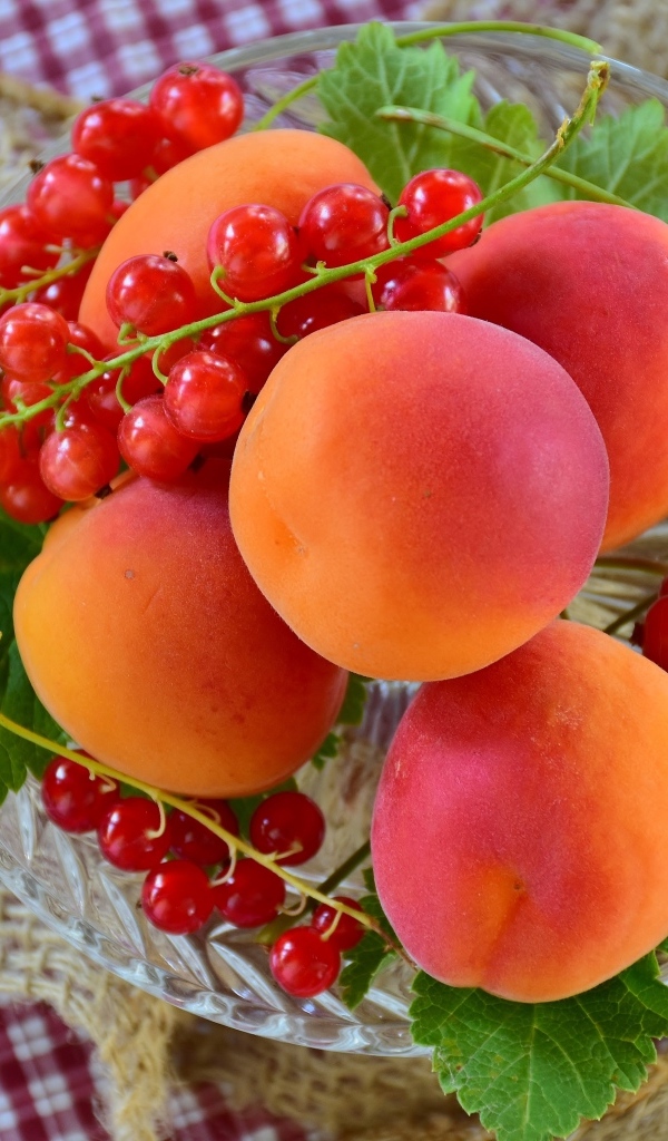Большие сладкие абрикосы с красной смородиной