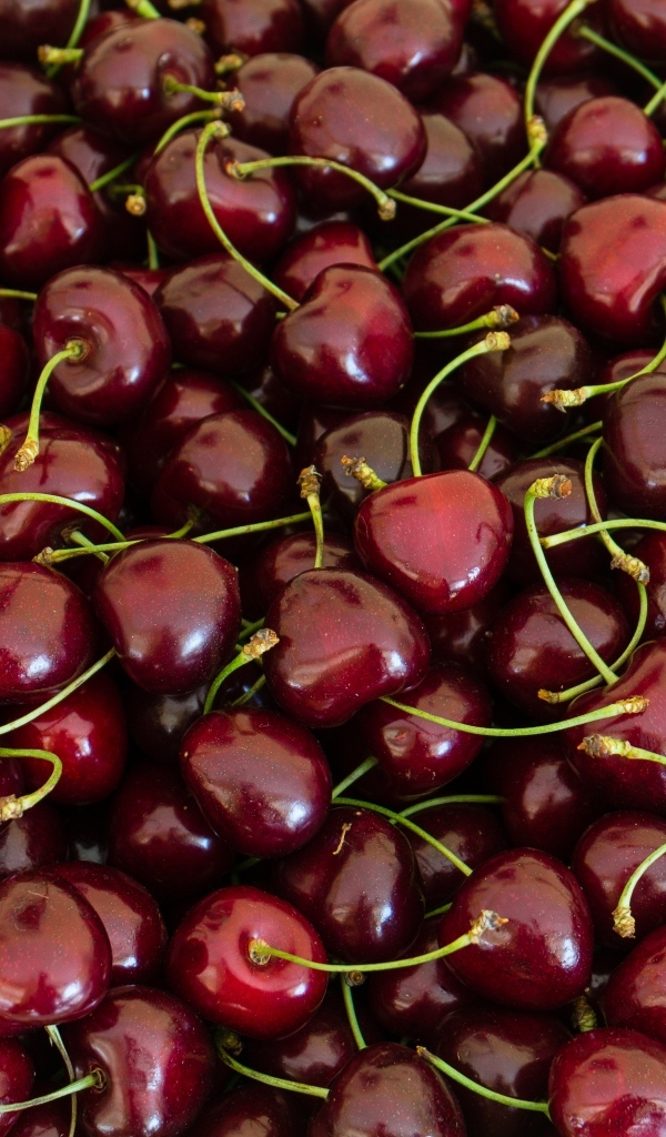 Много вкусной спелой красной черешни 