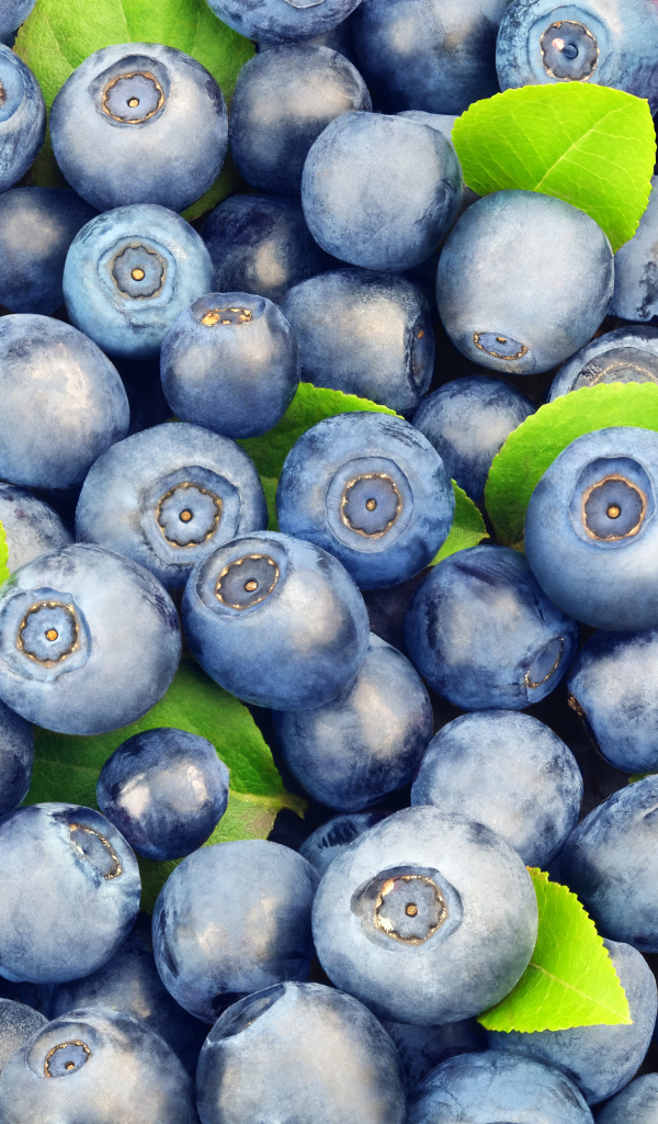 Много спелых синих ягод черники крупным планом