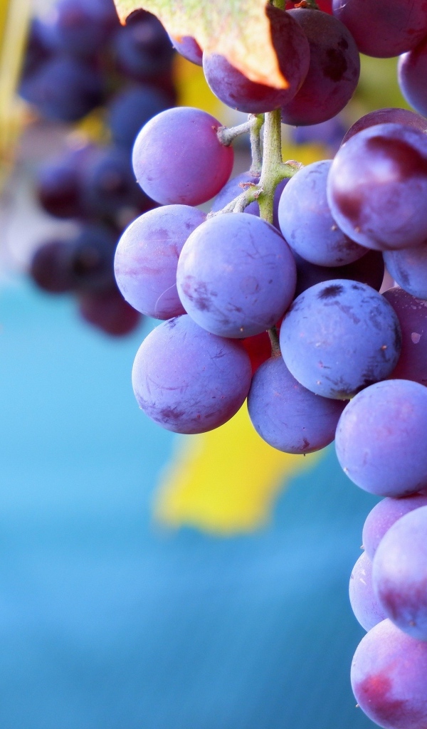 Розовый сладкий виноград крупным планом