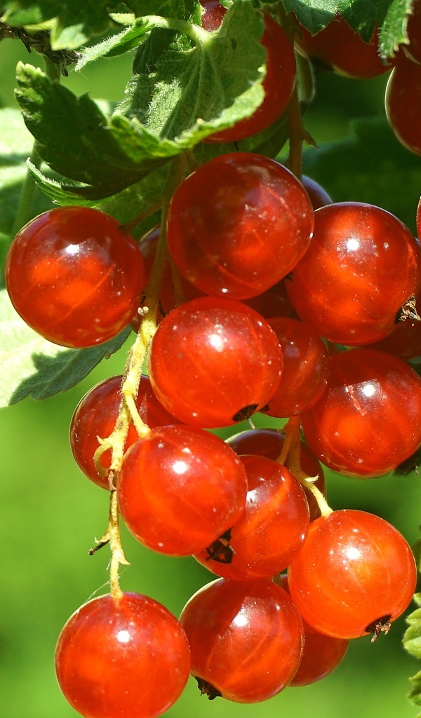 Красные спелые ягоды смородины