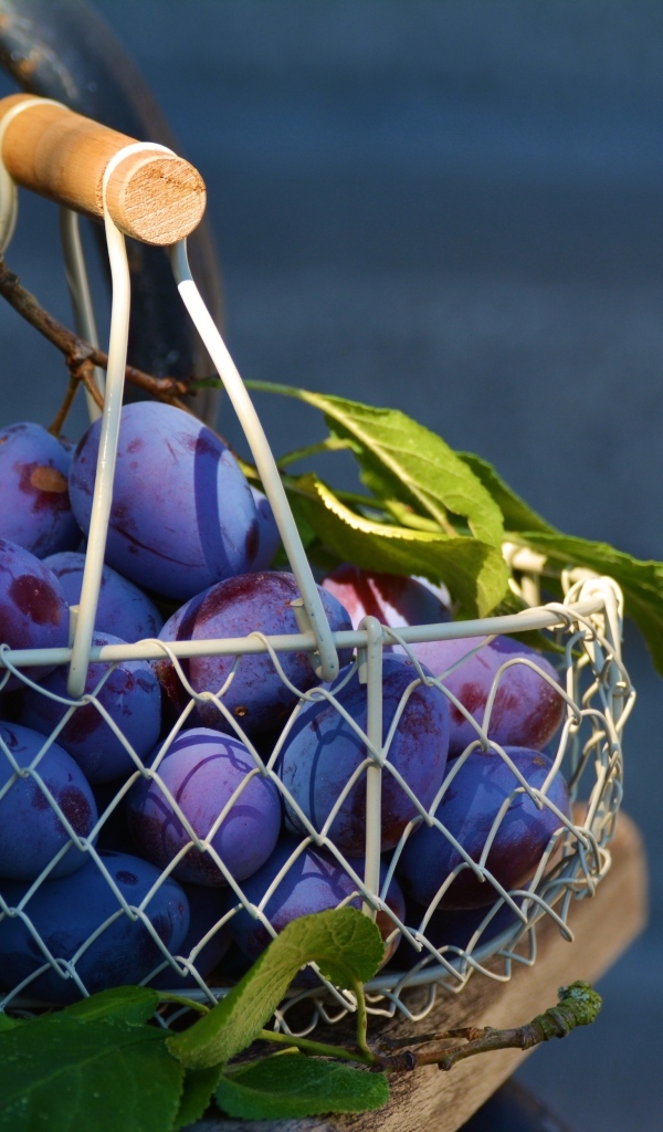 Спелые синие сливы в корзине на столе