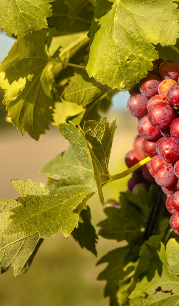 Спелая гроздь розового винограда в листьях