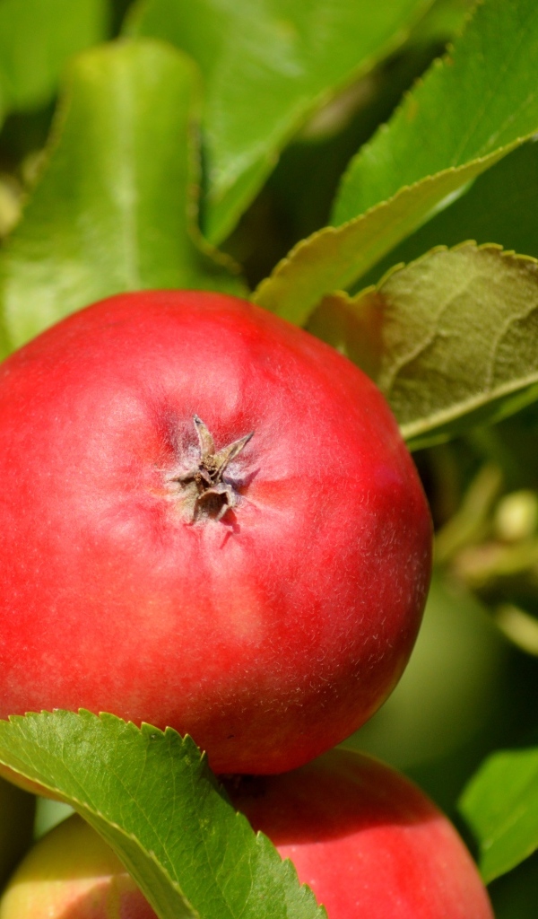 Спелые красные яблоки в зеленых листьях