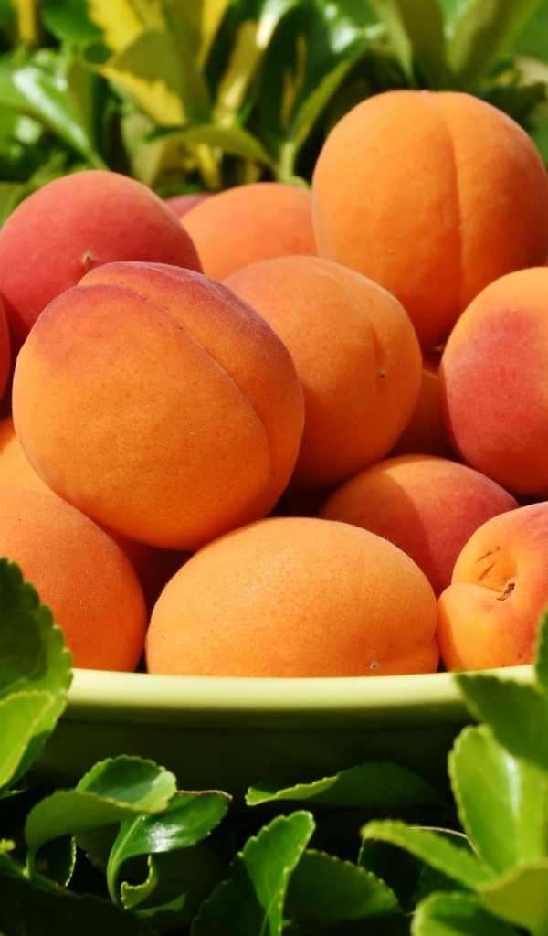 Спелые сладкие абрикосы на тарелке в траве