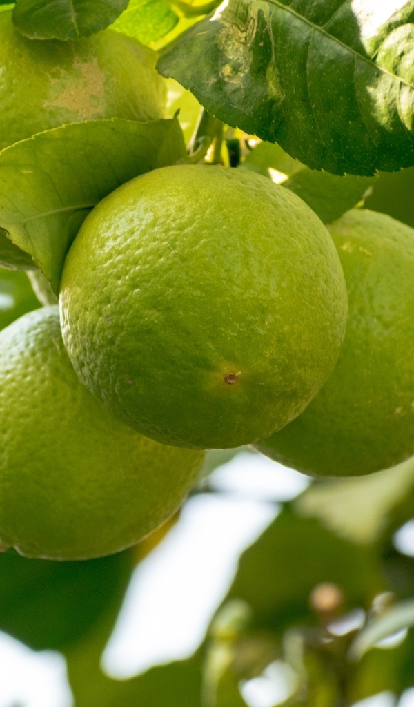 Три зеленых лайма  на ветке дерева