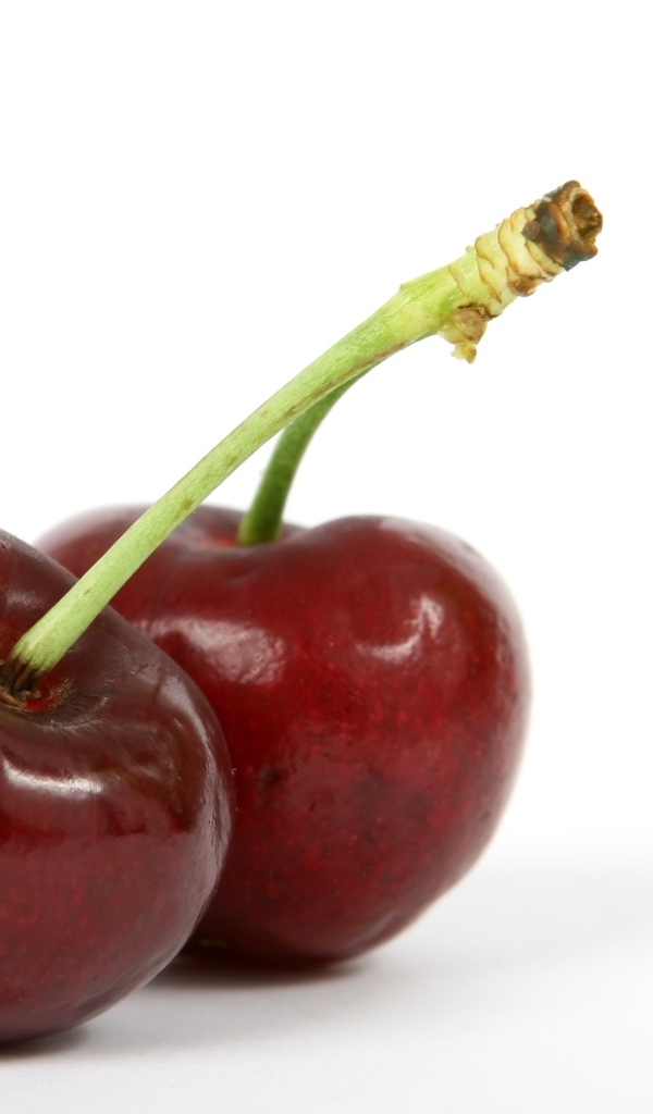 Две красные ягоды черешни на белом фоне