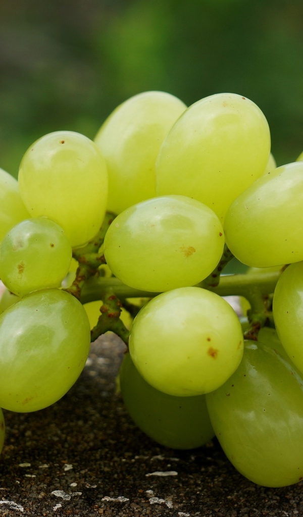 Белый виноград лежит на асфальте