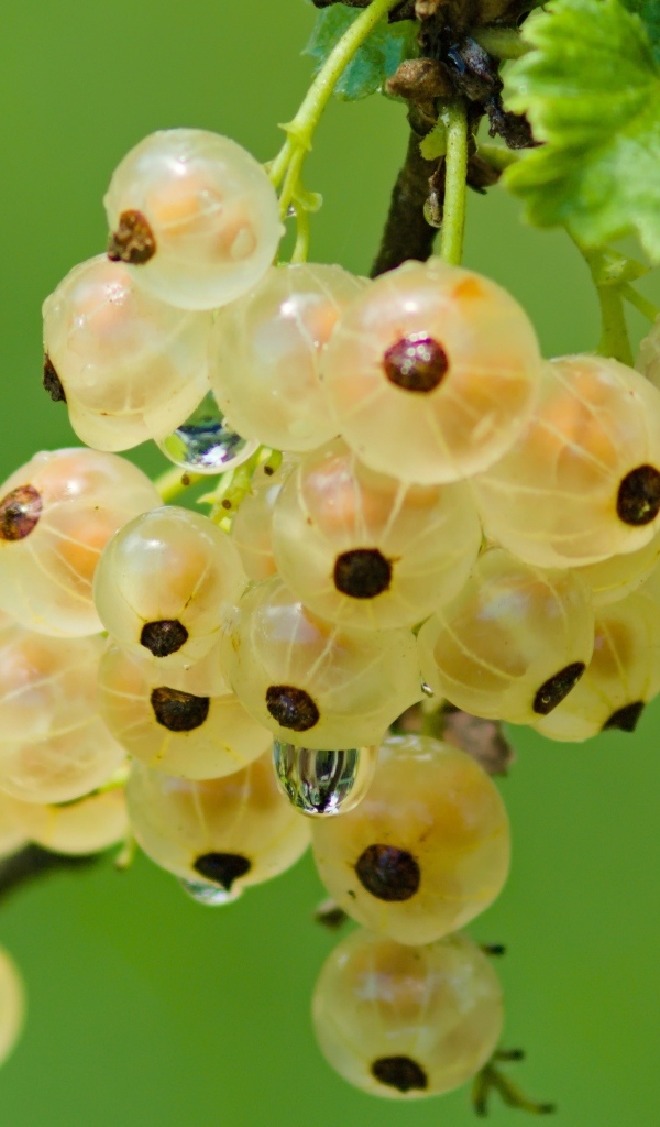 Желтая смородина на ветке крупным планом