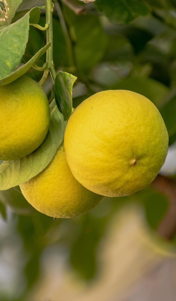 Желтый лимон растет на дереве