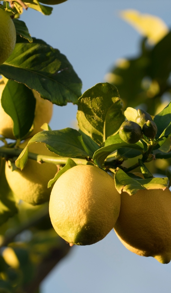 Желтые лимоны на ветках в лучах солнца