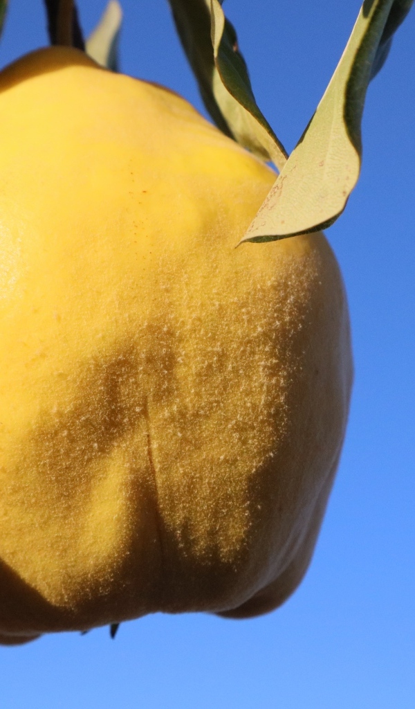 Желтый плод айвы на фоне голубого неба