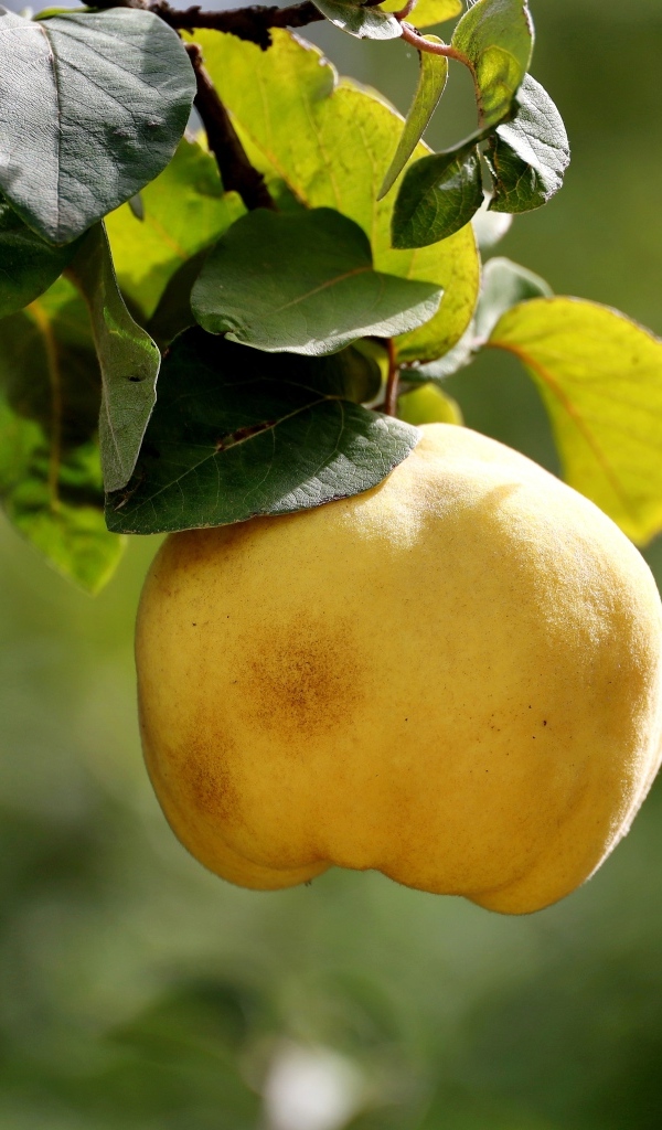 Желтый плод айвы на ветке дерева