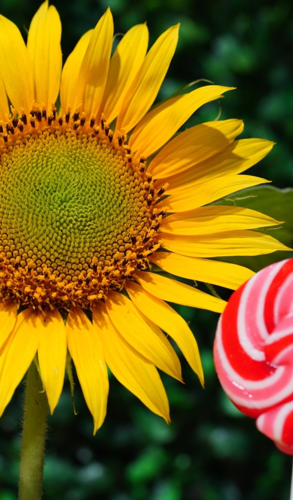 Конфета на палочке  с цветком подсолнуха