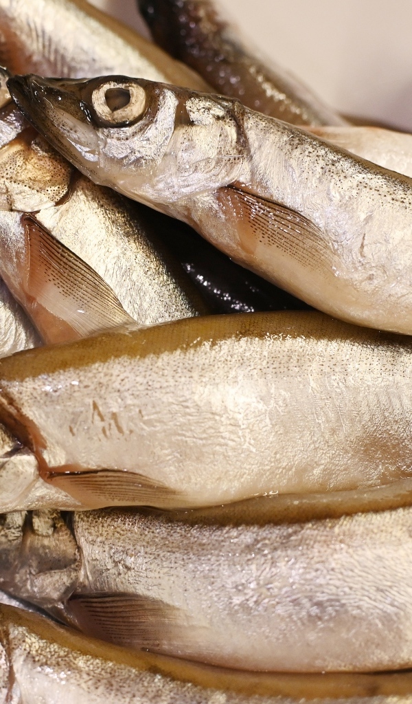 Свежая рыба мойва крупным планом