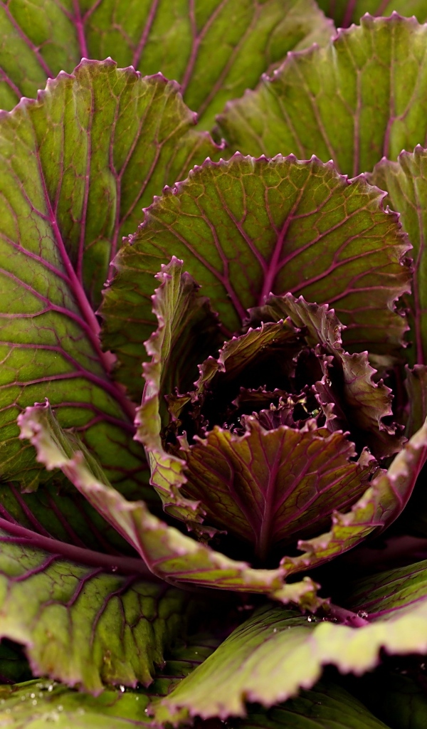 Большие капустные листья