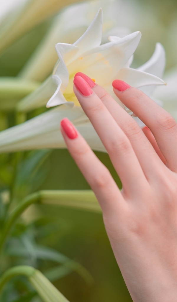 Нежная женская рука касается белой лилии