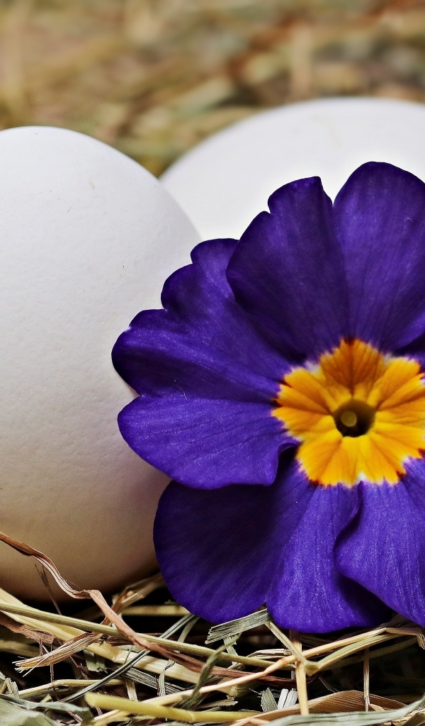 Два белых яйца с цветком на Пасху