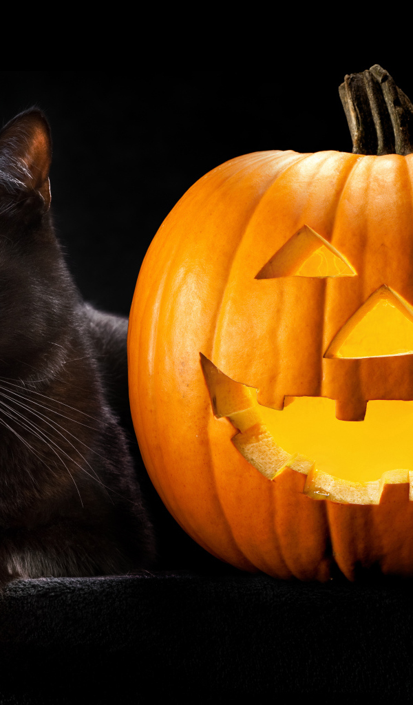Красивый черный кот с тыквой на Хэллоуин
