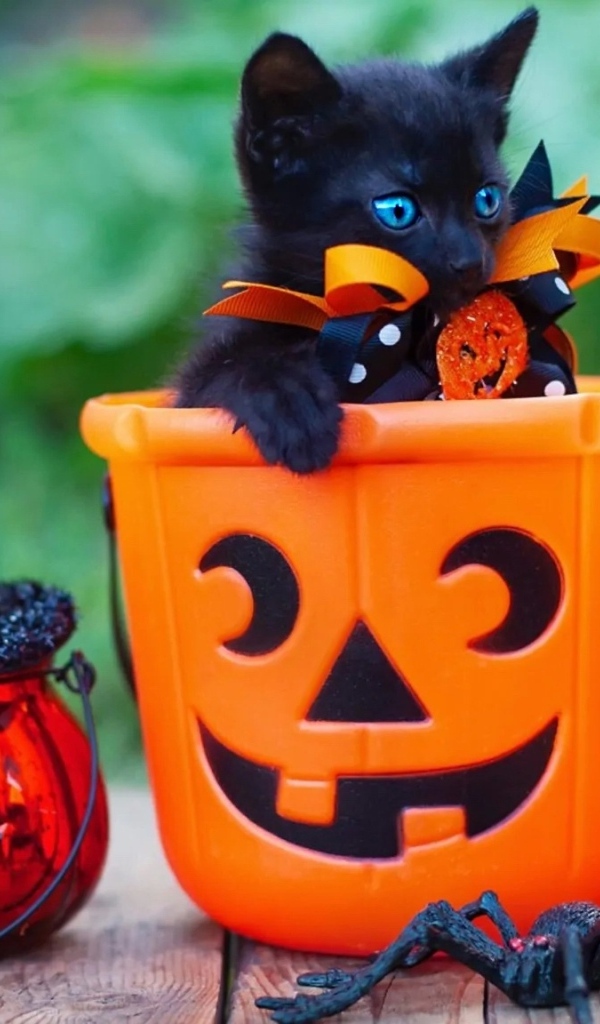 Черный котенок с декором на Хэллоуин