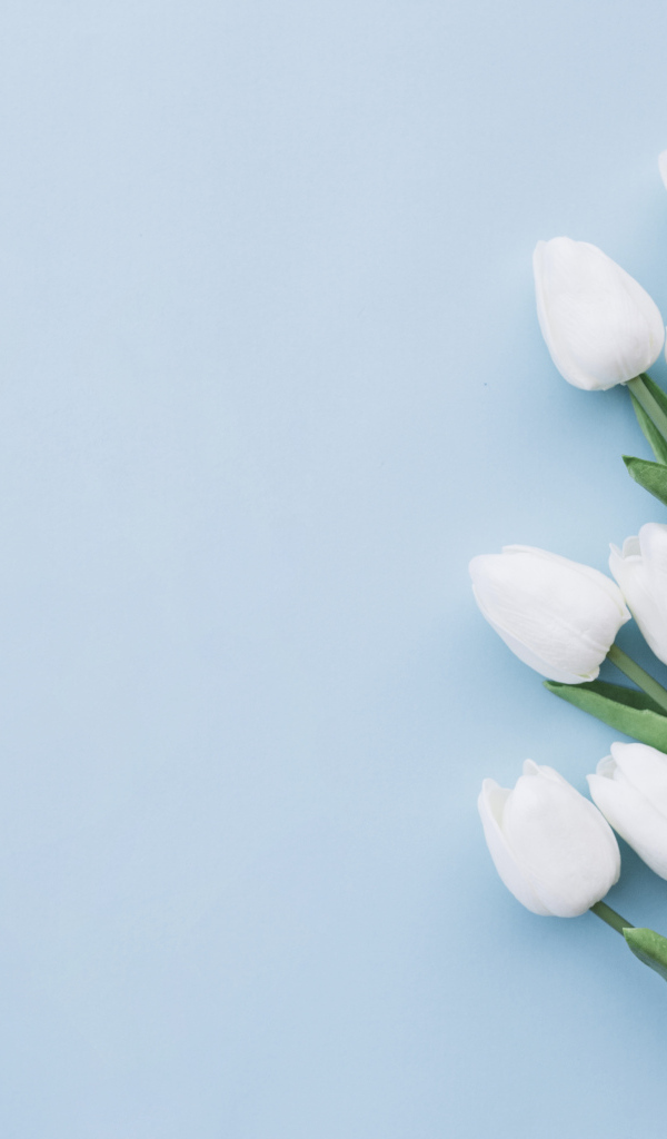 Букет белых тюльпанов шаблон поздравительной открытки на 8 марта