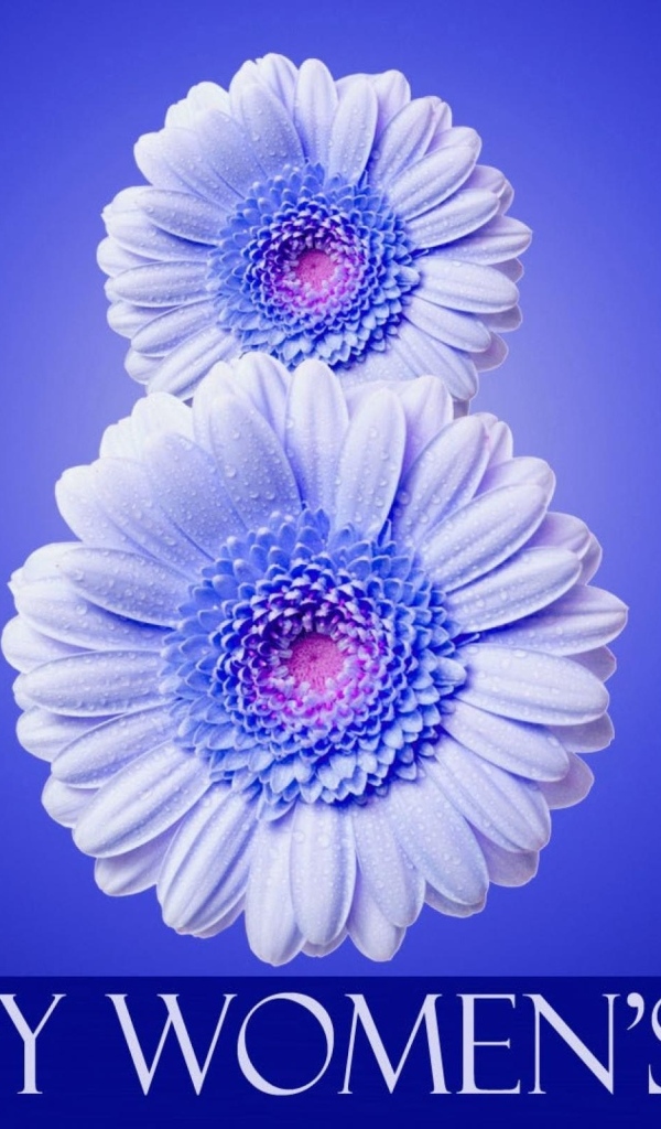 Цифра 8 из цветов герберы на синем фоне на Международный женский день