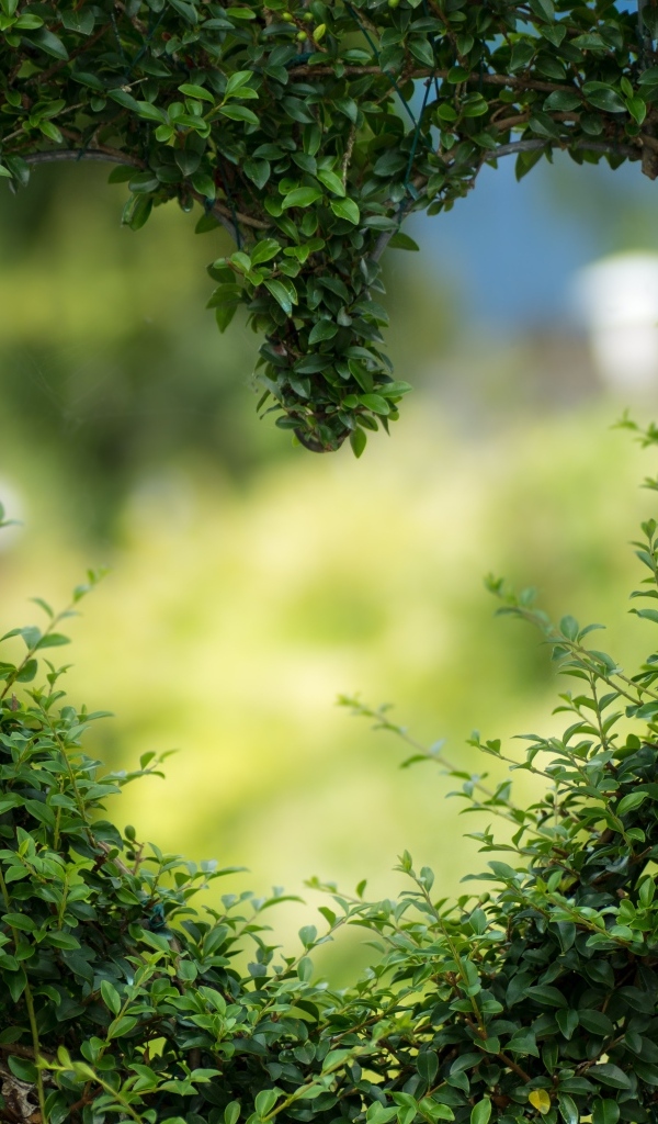 Сердце в зеленых листьях