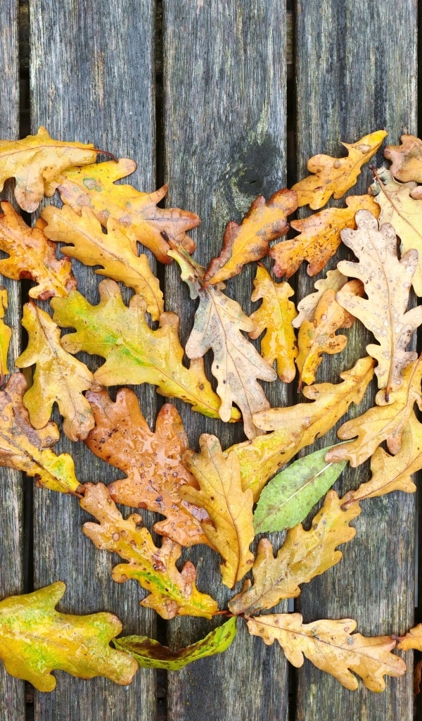 Сердце из опавших листьев дуба