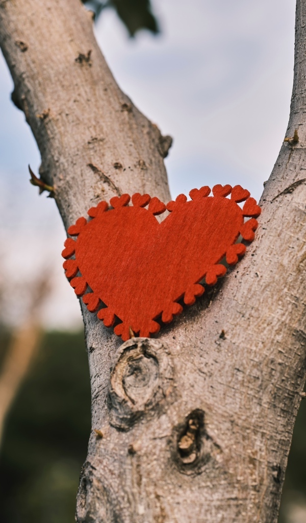 Красное сердце висит на дереве