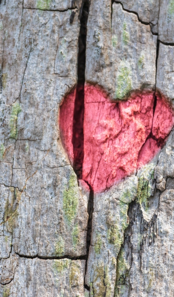 Красное сердце на коре дерева