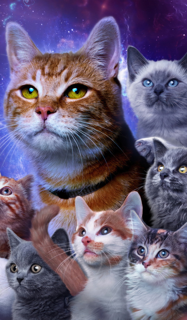 Коты из фантастического фильма Марвелы