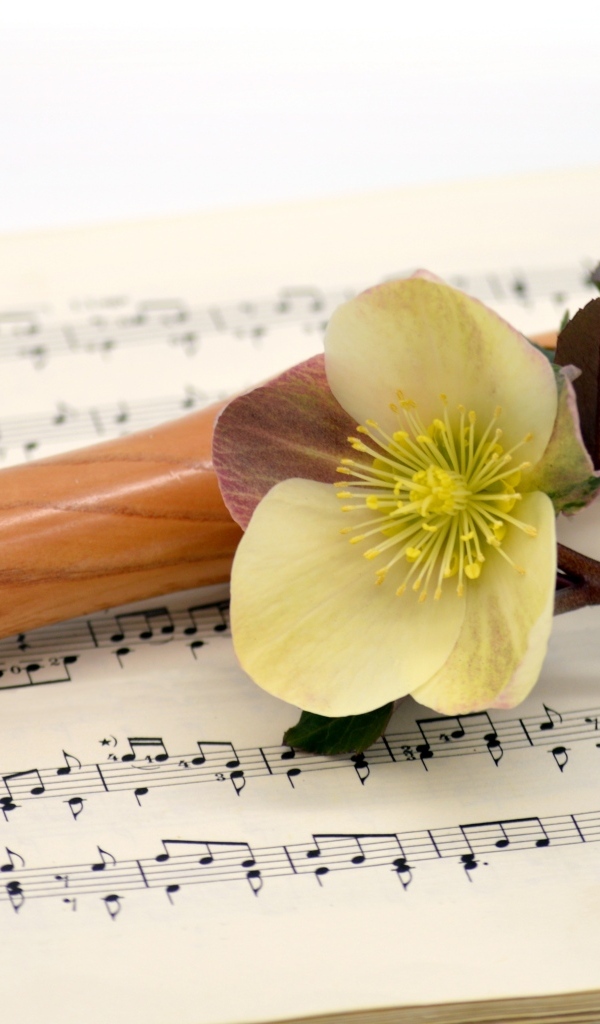 Ноты, флейта и цветок на белом фоне